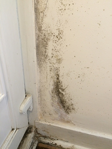 prevent mold in home with dehumidifier